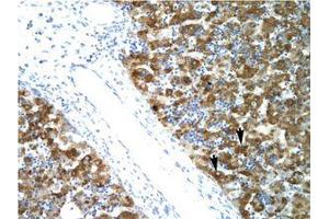 Image no. 1 for anti-Nuclear Transcription Factor Y, alpha (NFYA) (C-Term) antibody (ABIN6735785) (NFYA 抗体  (C-Term))