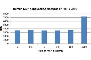SDS-PAGE of Human Monocyte Chemotactic Protein-4 (CCL13) Recombinant Protein Bioactivity of Human Monocyte Chemotactic Protein-4 (CCL13) Recombinant Protein. (CCL13 蛋白)