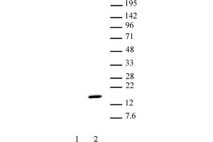Histone H2A phospho Thr120 pAb tested by Western blot. (Histone H2A 抗体  (pThr120))