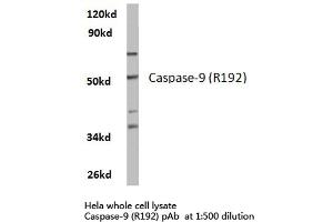 Western blot (WB) analysis of Caspase 9 antibody in extracts from hela cells. (Caspase 9 抗体)