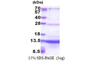 SDS-PAGE (SDS) image for Sec61 beta Subunit (SEC61B) (AA 1-70) protein (His tag) (ABIN6387342)