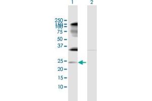Western Blot analysis of IL32 expression in transfected 293T cell line by IL32 MaxPab polyclonal antibody. (IL32 抗体  (AA 1-188))