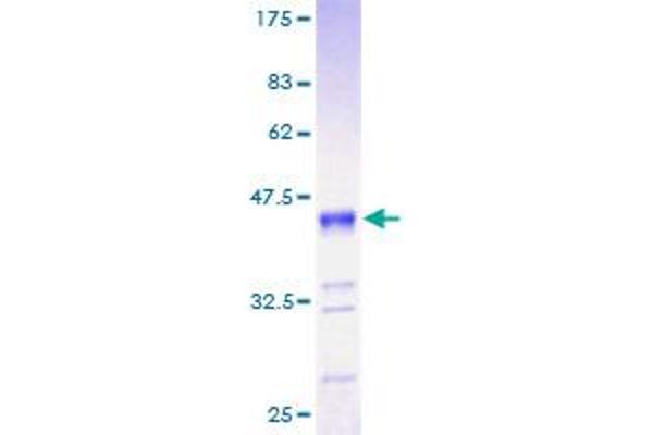 RNF7 Protein (AA 1-113) (GST tag)