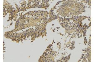 ABIN6276902 at 1/100 staining RAT testis tissue by IHC-P. (HSD3B2 抗体)
