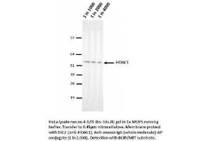 Image no. 1 for anti-Histone Deacetylase 1 (HDAC1) (AA 467-482) antibody (ABIN1042601) (HDAC1 抗体  (AA 467-482))