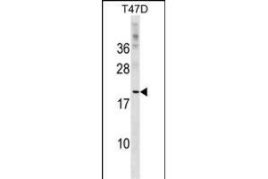 CLEC4D Antibody (Center) (ABIN1537804 and ABIN2849117) western blot analysis in T47D cell line lysates (35 μg/lane). (CLEC4D 抗体  (AA 126-153))