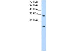 Western Blotting (WB) image for anti-Heterogeneous Nuclear Ribonucleoprotein U-Like 1 (HNRNPUL1) antibody (ABIN2462335) (HNRNPUL1 抗体)