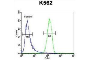 Flow cytometric analysis of K562 cells using GAGE13 Antibody (N-term) Cat. (G Antigen 13 抗体  (N-Term))