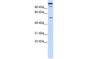 WB Suggested Anti-UHRF2 Antibody Titration:  0. (UHRF2 抗体  (Middle Region))