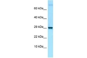 Host: Rabbit Target Name: Lmo2 Antibody Dilution: 1. (LMO2 抗体  (C-Term))