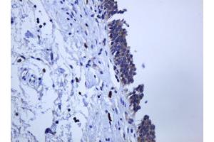 Image no. 1 for anti-Protocadherin 7 (PCDH7) antibody (ABIN1500048) (PCDH7 抗体)