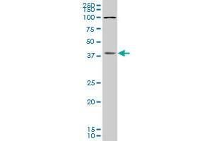 Western Blotting (WB) image for anti-Bol, Boule-Like (BOLL) (AA 185-283) antibody (ABIN566320)