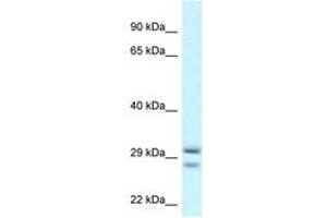 Image no. 1 for anti-Ras-Like Without CAAX 1 (RIT1) (AA 108-157) antibody (ABIN6747637) (RIT1 抗体  (AA 108-157))