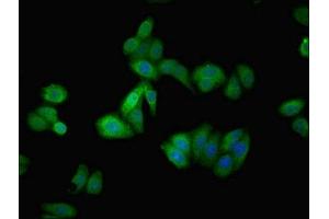 Immunofluorescence (IF) image for anti-Angiotensinogen (serpin Peptidase Inhibitor, Clade A, Member 8) (AGT) (AA 35-285) antibody (ABIN7144131)