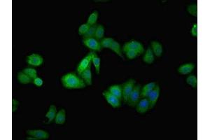 Immunofluorescent analysis of HepG2 cells using ABIN7144131 at dilution of 1:100 and Alexa Fluor 488-congugated AffiniPure Goat Anti-Rabbit IgG(H+L) (AGT 抗体  (AA 35-285))