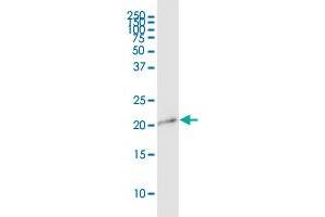 APITD1 MaxPab polyclonal antibody. (APITD1 抗体  (AA 1-138))