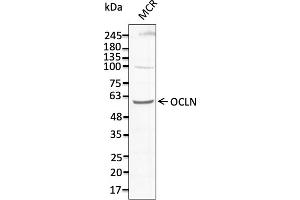 Western Blotting (WB) image for anti-Occludin (OCLN) (C-Term) antibody (ABIN7273069) (Occludin 抗体  (C-Term))