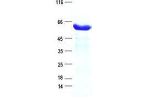 Western Blotting (WB) image for Ataxin 2-Binding Protein 1 (A2BP1) protein (His tag) (ABIN5505765)