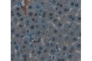 IHC-P analysis of Kidney tissue, with DAB staining. (HIST2H3A 抗体  (AA 1-136))