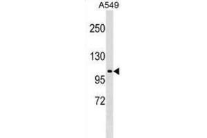 Western Blotting (WB) image for anti-HECT Domain Containing 3 (HECTD3) antibody (ABIN2999468) (HECTD3 抗体)