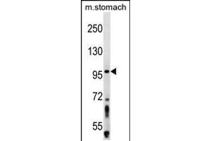 Western blot analysis in mouse stomach tissue lysates (35ug/lane). (ZW10 抗体  (N-Term))