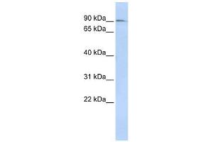 NCAPH antibody used at 1 ug/ml to detect target protein. (NCAPH 抗体  (N-Term))