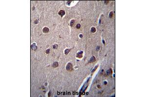 KCTD10 Antibody (C-term) (ABIN657313 and ABIN2846392) immunohistochemistry analysis in formalin fixed and paraffin embedded human brain tissue followed by peroxidase conjugation of the secondary antibody and DAB staining. (KCTD10 抗体  (C-Term))