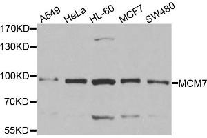 Western blot analysis of extracts of various cell lines, using MCM7 antibody. (MCM7 抗体)