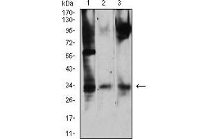 Western blot analysis using CD322 mouse mAb against NIH/3T3 (1), Ramos (2), and HepG2 (3) cell lysate. (JAM2 抗体  (AA 29-238))