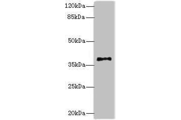PLCXD1 抗体  (AA 1-323)
