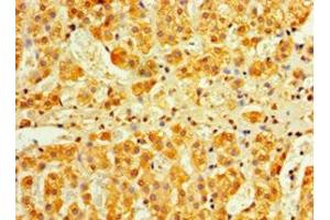 Immunohistochemistry of paraffin-embedded human adrenal gland tissue using ABIN7156569 at dilution of 1:100 (IFNA4 抗体  (AA 24-189))