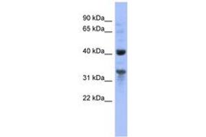 MRPL37 antibody  (AA 35-84)