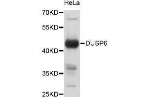 Western blot analysis of extracts of HeLa cells, using DUSP6 antibody (ABIN4903530). (DUSP6 抗体)