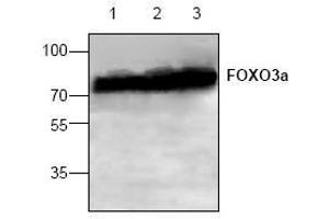 Image no. 1 for anti-Forkhead Box O3 (FOXO3) (C-Term) antibody (ABIN127307) (FOXO3 抗体  (C-Term))
