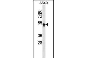 TRIM54 Antibody (N-term) (ABIN657215 and ABIN2846323) western blot analysis in A549 cell line lysates (35 μg/lane). (TRIM54 抗体  (N-Term))