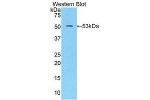 Western Blotting (WB) image for anti-Kallikrein 7 (KLK7) (AA 23-253) antibody (ABIN3205845) (Kallikrein 7 抗体  (AA 23-253))