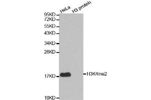 Western blot analysis of extracts of various cell lines, using DiMethyl-Histone H3-K4 antibody. (Histone 3 抗体  (H3K4me))