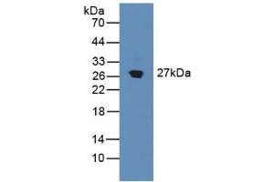 Detection of SDF4 in Mouse Pancreas Tissue using Polyclonal Antibody to Stromal Cell Derived Factor 4 (SDF4) (SDF4 抗体  (AA 184-382))