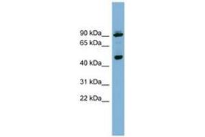 Image no. 1 for anti-WD Repeat Domain, phosphoinositide Interacting 1 (WIPI1) (AA 359-408) antibody (ABIN6742099) (WIPI1 抗体  (AA 359-408))