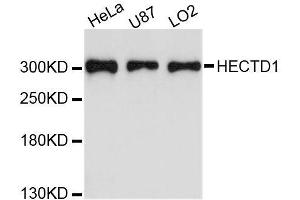 Western blot analysis of extracts of various cell lines, using HECTD1 antibody (ABIN5996632) at 1:3000 dilution. (HECTD1 抗体)