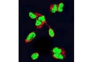 Confocal immunofluorescent analysis of HDAC2 Antibody (Center) Cat. (HDAC2 抗体  (Middle Region))