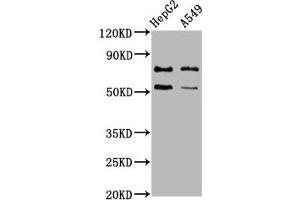 Western Blot Positive WB detected in: HepG2 whole cell lysate, A549 whole cell lysate All lanes: GCNA antibody at 4. (Acidic Repeat-Containing Protein (GCNA) (AA 364-443) 抗体)