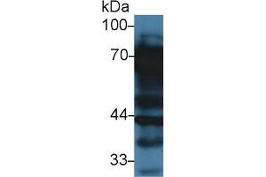 Western blot analysis of Rat Liver lysate, using Rat VTN Antibody (3 µg/ml) and HRP-conjugated Goat Anti-Rabbit antibody ( (Vitronectin 抗体  (AA 21-400))