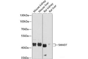 Western blot analysis of extracts of various cell lines using SMAD7 Polyclonal Antibody at dilution of 1:1000. (SMAD7 抗体)