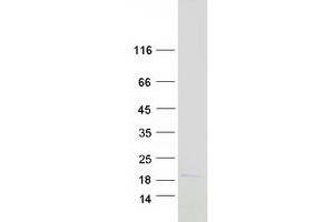 Western Blotting (WB) image for MYC Associated Factor X (MAX) (Transcript Variant 4) protein (Myc-DYKDDDDK Tag) (ABIN2725569)