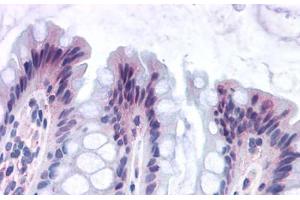 Anti-GPR82 antibody  ABIN1048877 IHC staining of human colon. (GPR82 抗体  (Cytoplasmic Domain))