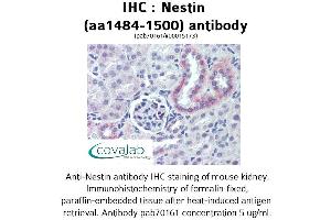 Image no. 1 for anti-Nestin (NES) (AA 1484-1500) antibody (ABIN1737269) (Nestin 抗体  (AA 1484-1500))