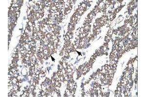 Image no. 1 for anti-SMAD, Mothers Against DPP Homolog 6 (SMAD6) (AA 137-182) antibody (ABIN202662) (SMAD6 抗体  (AA 137-182))