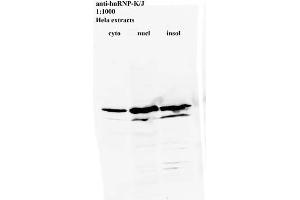 Western blot for anti-hnRNP-K/J on HeLa cell extracts (HNRNPK 抗体)