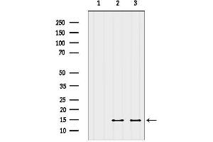 Western blot analysis of lysates from various samples, using SERF2 Antibody. (SERF2 抗体  (N-Term))